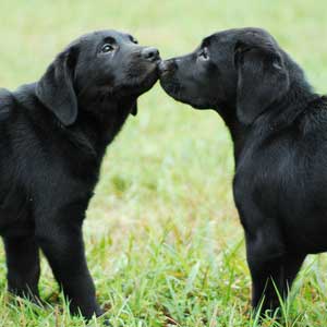 dog-kiss1