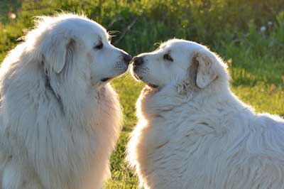dog-kiss3